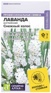 ЛАВАНДА СНЕЖНЫЙ КОЛОС АНГЛИЙСКАЯ
