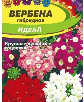 ВЕРБЕНА ИДЕАЛ ГИБРИДНАЯ