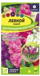 ЛЕВКОЙ ДЕСЯТИНЕДЕЛЬНЫЙ ГНОМ СЕДОЙ