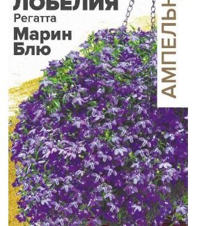 ЛОБЕЛИЯ РЕГАТТА МАРИН БЛЮ АМПЕЛЬНАЯ