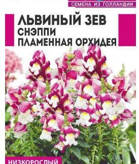 ЛЬВИНЫЙ ЗЕВ СНЭППИ ПЛАМЕННАЯ ОРХИДЕЯ