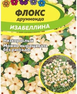 ФЛОКС ИЗАБЕЛЛИНА ДРУММОНДА
