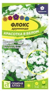 ФЛОКС КРАСОТКА В БЕЛОМ ДРУММОНДА