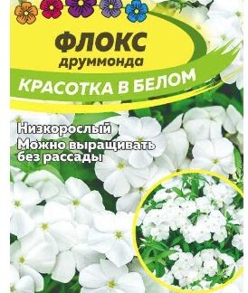 ФЛОКС КРАСОТКА В БЕЛОМ ДРУММОНДА