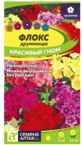 ФЛОКС КРАСИВЫЙ ГНОМ