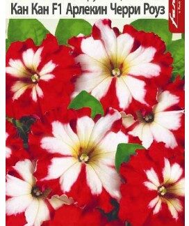 ПЕТУНИЯ КАН КАН F1 АРЛЕКИН ЧЕРРИ РОУЗ