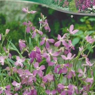 МАТТИОЛА ВЕЧЕРНИЙ АРОМАТ