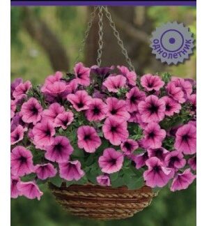 Петуния ампельная F1 Изи Вейв Роуз Фьюжн