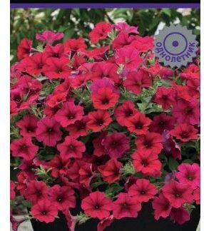 Петуния каскадная Вейв Кармин Велюр
