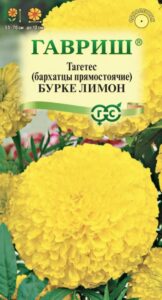 Бархатцы прямостоячие (тагетес) Бурке Лимон
