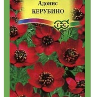 Адонис Керубино