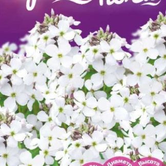 ВЕЧЕРНИЦА МАТРОНЫ БЕЛАЯ