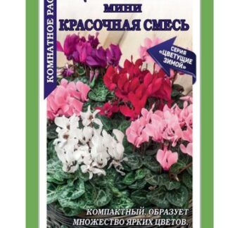 Цикламен мини Красочная смесь
