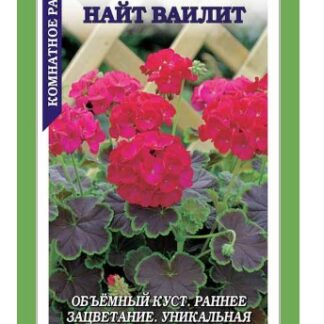 Пеларгония Найт F1 Ваилит