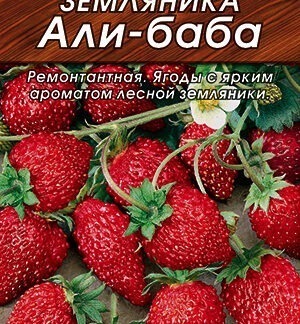 Земляника Али-Баба