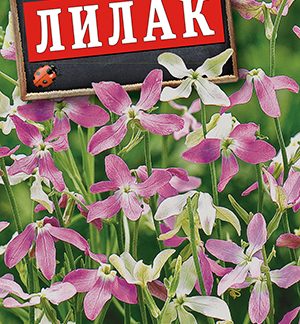 Маттиола двурогая Лилак