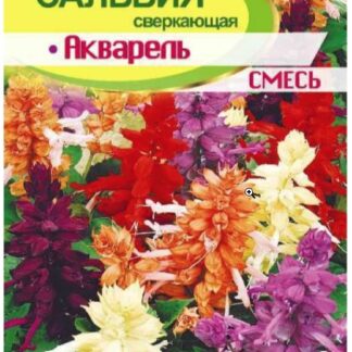 Цветы Сальвия Акварель