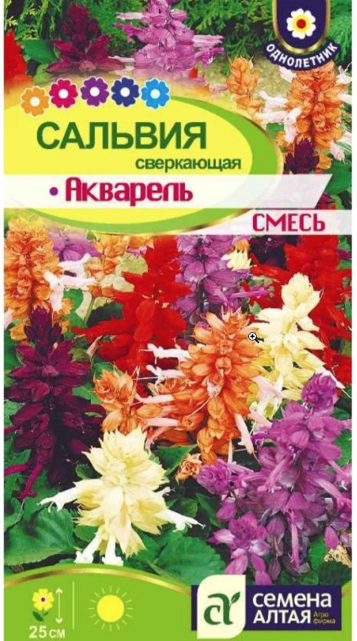 Цветы Сальвия Акварель