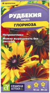 Цветы Рудбекия хирта Глориоза