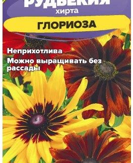 Цветы Рудбекия хирта Глориоза