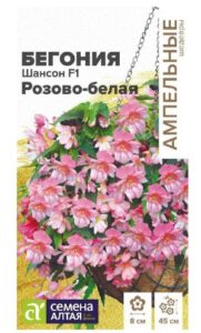 Цветы Бегония Шансон F1 Розово-белая ампельная клубневая