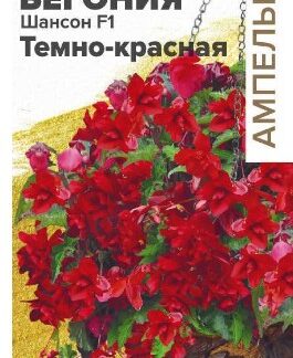Цветы Бегония Шансон F1 Темно-красная ампельная