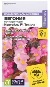 Цветы Бегония Коктейль F1 Текила вечноцветущая