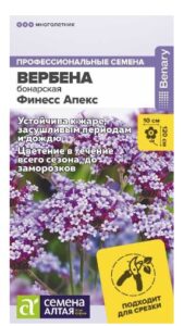 Цветы Вербена Финесс Апекс бонарская