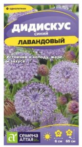 Цветы Дидискус лавандовый