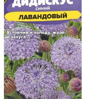 Цветы Дидискус лавандовый