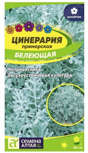 Цинерария Белеющая