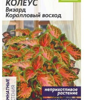 Колеус Визард Коралловый Восход