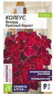 Колеус Визард Красный бархат