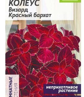 Колеус Визард Красный бархат