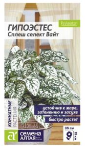 Гипоэстес Сплеш селект Вайт