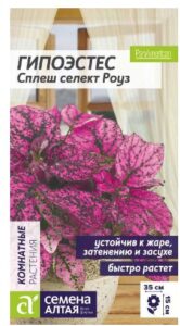 Гипоэстес Сплеш селект Роуз