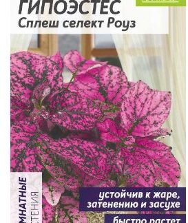 Гипоэстес Сплеш селект Роуз
