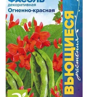 Фасоль вьющаяся Огненно-красная