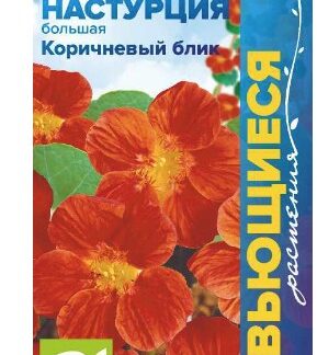 Настурция Коричневый Блик большая