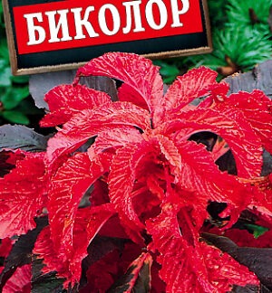 Амарант Биколор