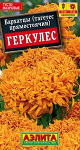 Бархатцы Геркулес прямостоячие