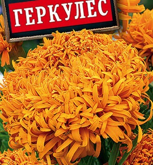 Бархатцы Геркулес прямостоячие