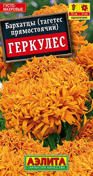 Бархатцы Геркулес прямостоячие