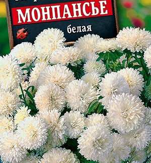 Астра Монпансье белая