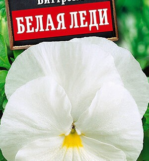 Виола Белая леди