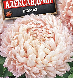 Астра Александрия шамоа