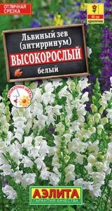 Львиный зев Высокорослый белый