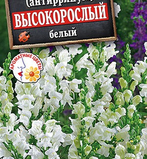 Львиный зев Высокорослый белый