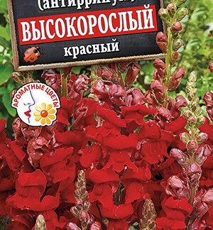 Львиный зев Высокорослый красный