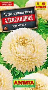Астра Александрия кремовая